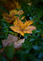 Filename=2023_11_01_R5__4065.jpg
Filesize=589KiB
Dimensions=629x880
Date added=Nov 02, 2023 2023_11_01_R5__4065.jpg